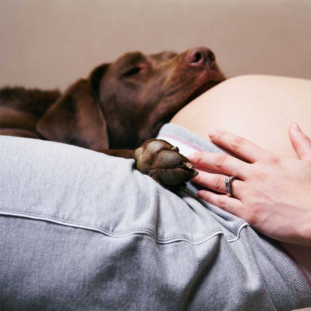 Животные и беременность