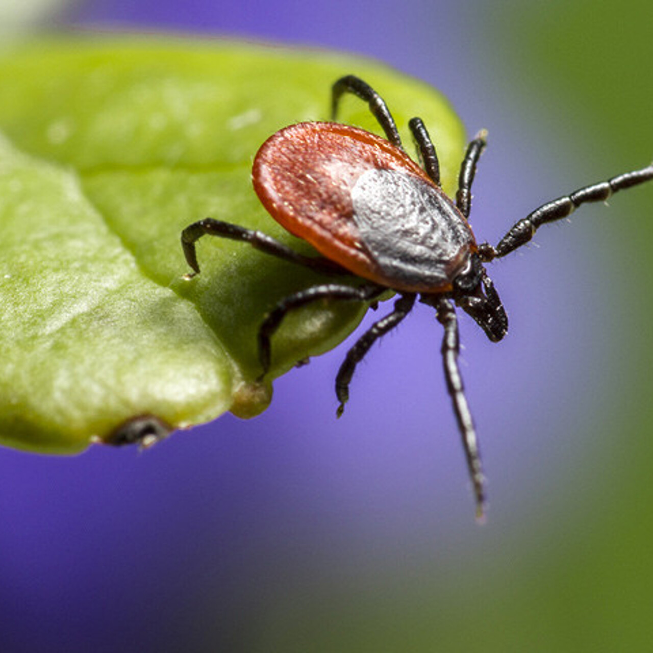 Не только клещи 9 укусов насекомых после которых стоит показаться врачу