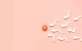Как быстро полностью восстанавливается сперма