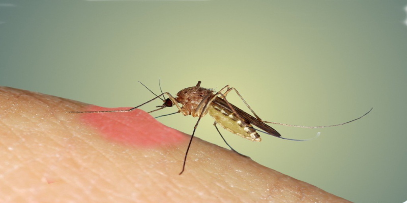 Как быстро избавиться от укуса комара убираем красноту