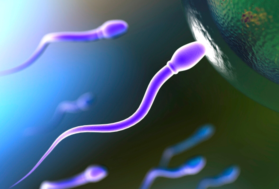 Сколько времени нужно чтобы восстановилась сперма у мужчины для зачатия ребенка