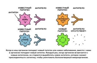 vaccines antigens antibodies russian.tmb 1024v